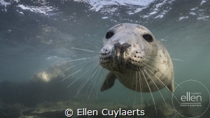 Wanna play?
Grey seal in Farne Islands by Ellen Cuylaerts 